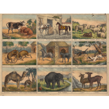 Planches d'animaux.