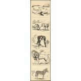 Planches d'images animalières