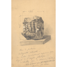 Dessin à la mine de crayon. Tronc de palmier. Endogenites echinatus.