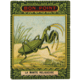La mante religieuse