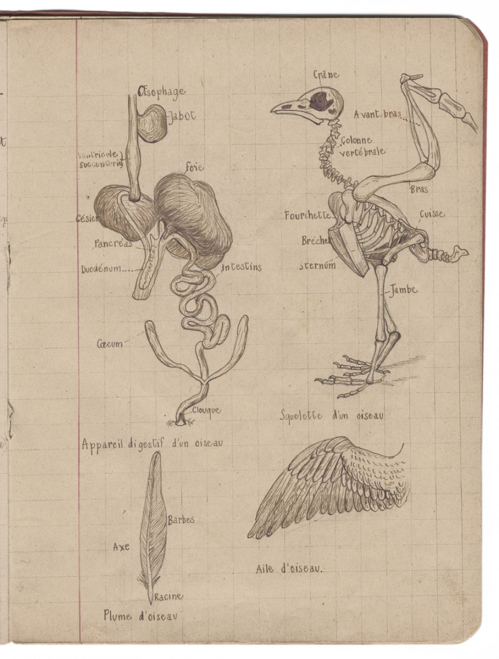 Cahier de sciences naturelles. Histoire naturelle. 