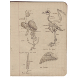 Cahier de sciences naturelles. Histoire naturelle. 