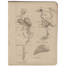 Cahier de sciences naturelles. Histoire naturelle.