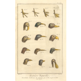 Histoire naturelle, Distribution méthodique des Oyseaux par le Bec et par les Pattes d'après Barrère. Pl. L bis.