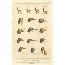 Histoire naturelle, Distribution méthodique des Oyseaux par le Bec et par les Pattes d'après Barrère. Pl. L bis.