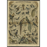Les Oiseaux étrangers. Histoire Naturelle. Imagerie d'Epinal. N° 1(..).