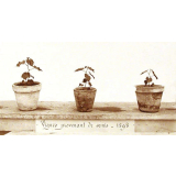 Expérience sur les semis de vignes - 1898. 