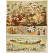 Tableau mural. Esponjas y corales.