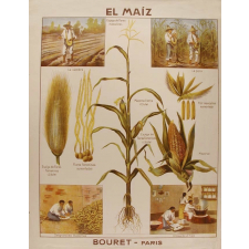 Tableau mural. El maiz.