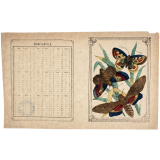 Le Papillon à tête de mort - La teigne de chêne - L'apollon.