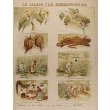 Tableau mural. La jalapa y la zarzapparrilla.