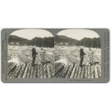 Logging Scene in Norway.