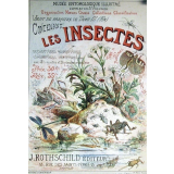 Les Insectes.