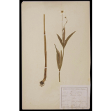Herbier de l'École Normale d'Instituteurs d'Arras.