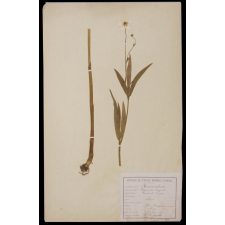 Herbier de l'École Normale d'Instituteurs d'Arras.