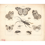 Insectes. 