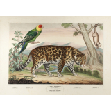 Tableau mural. Tableau illustré d'Histoire Naturelle. 