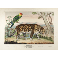Tableau mural. Tableau illustré d'Histoire Naturelle. 