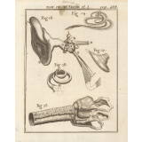 Planche de Sciences Naturelles : l'ouïe.