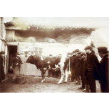 Visite d'une ferme. 