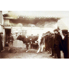 Visite d'une ferme.