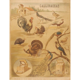 Tableau mural. Gallinaceas.
