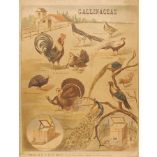 Tableau mural. Gallinaceas.