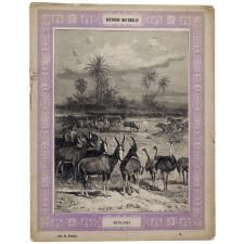 Antilopes - Histoire naturelle n°2.