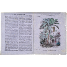 Le Bananier - Histoire naturelle n°33.