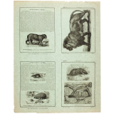 La Taupe et son nid - Le lion - Histoire naturelle n° 4 et 12.