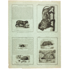 La Taupe et son nid - Le lion - Histoire naturelle n° 4 et 12.