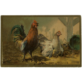 Images à collectionner. Animaux. 