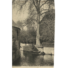 88 - Vendôme - Le gros Platane du Jardin du Lycée.