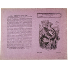 La Huppe - Histoire naturelle n°90.