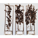 Expérience sur les engrais pour la vigne. 