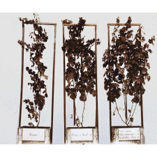 Expérience sur les engrais pour la vigne.