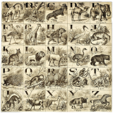 Cubes alphabétiques d'animaux. 