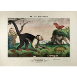 Tableau mural. America meridionale. 