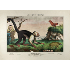 Tableau mural. America meridionale. 