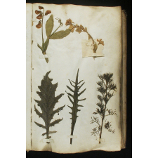 Herbier. 