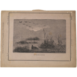 Les Canards sauvages. N°42.