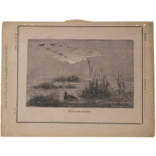 Les Canards sauvages. N°42.
