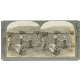Planting Cane-Island of St. Kitts, B.W.I.