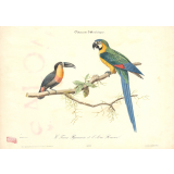 Le Toucan Pignancoin et l'Ara Rauna. Oiseaux d'Amérique.