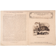 Renard guettant sa proie - Histoire naturelle n°20.