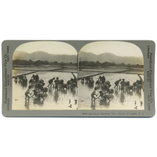 Igorrotes Planting Rice, Island of Lugon. P. I.