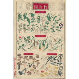 Planche japonaise de botanique. 