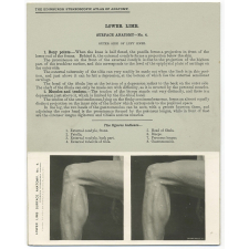 208. Outer side of left Knee. The Edinburgh Stereoscopic Atlas of Anatomy. Lower limb. Surface anatomy - N°4.