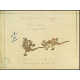Cochinchine/Dessin d'imitation : des margouillats.