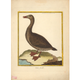 Eider femelle.